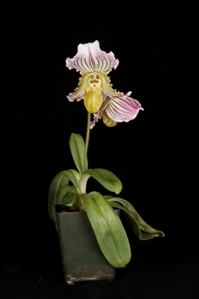 Paphiopedilum fairrieanum Richard CHM/AOS 85 pts. - Plant